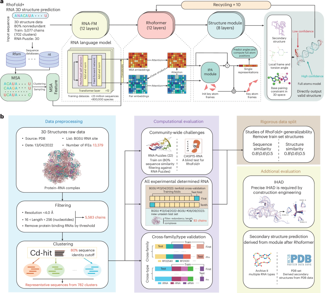 准确、快速地从头预测rna 3d结构，港中大、复旦等深度学习方法rhofold 登nature子刊